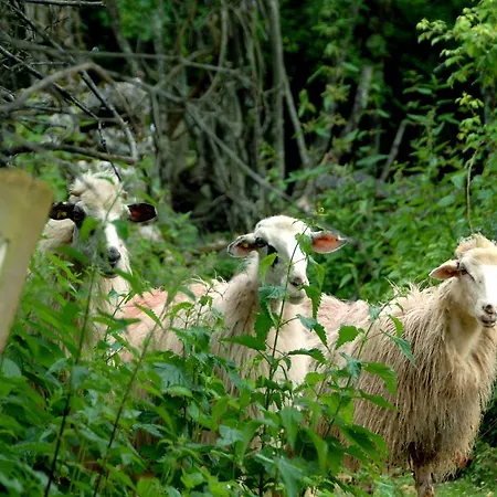 بيت ضيافة Pansion Tramontana بيلي