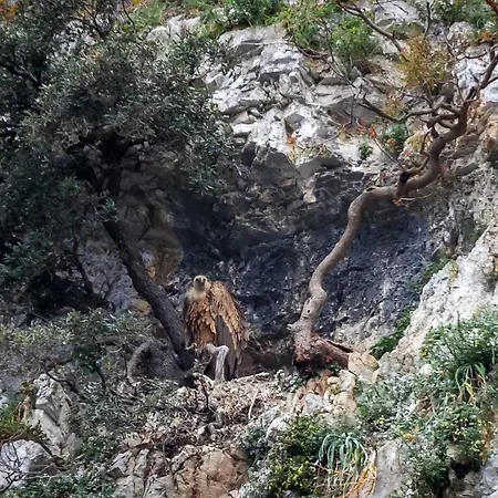 Pansion Tramontana بيت ضيافة بيلي